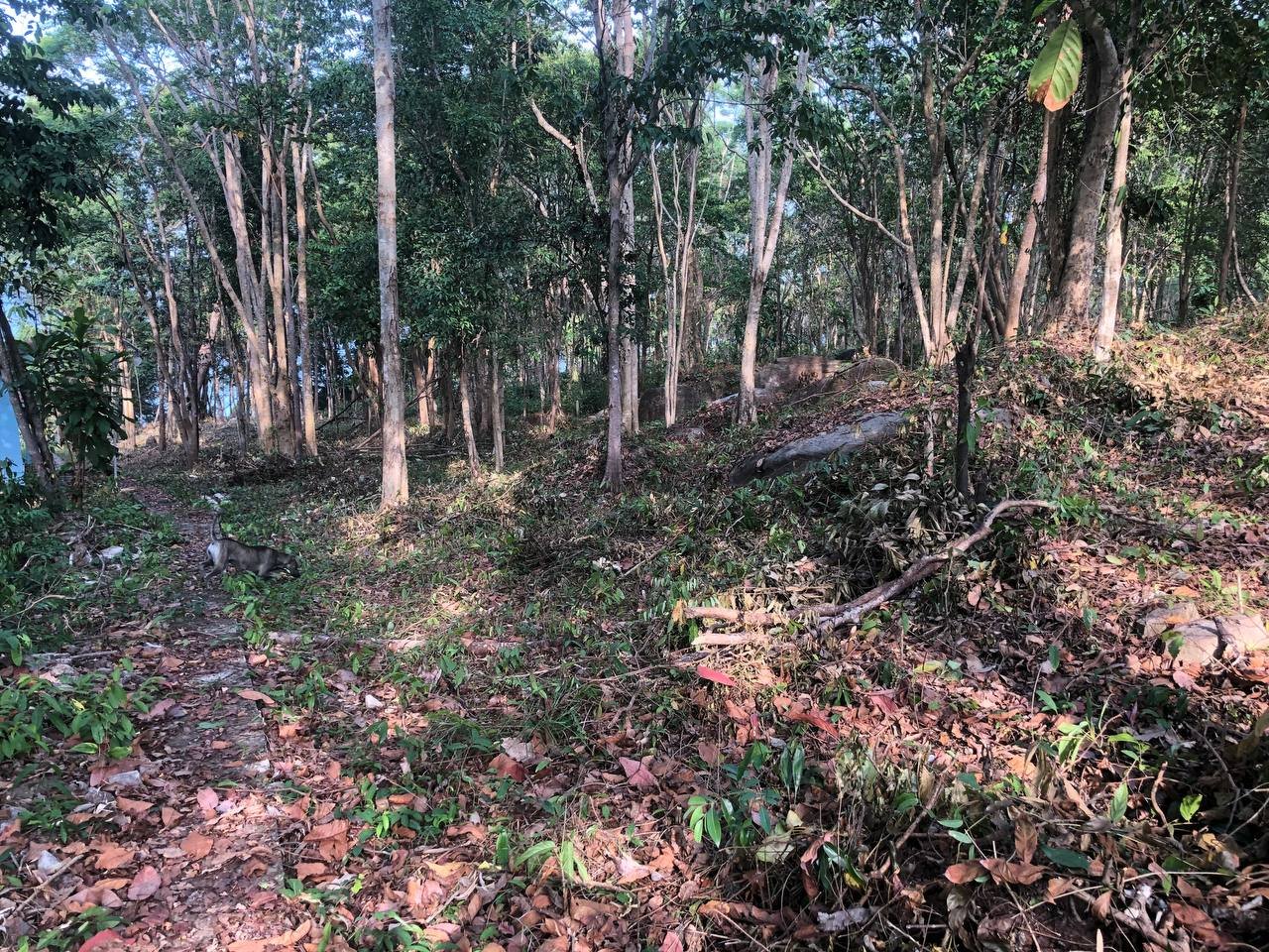 Oceanfront Investment Land For Sale At Coconut Beach, Koh Rong